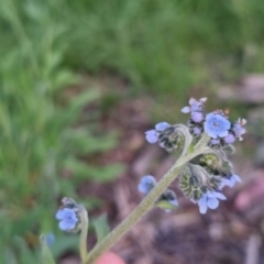 Cynoglossum australe at Bungendore, NSW - 2 Nov 2022 07:03 PM