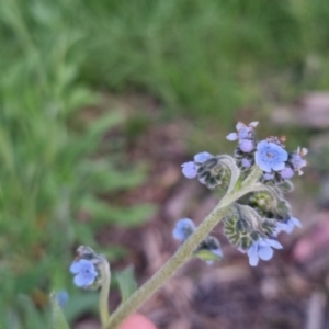 Cynoglossum australe at Bungendore, NSW - 2 Nov 2022