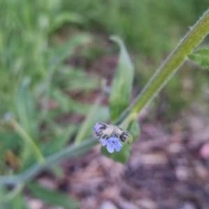 Cynoglossum australe at Bungendore, NSW - 2 Nov 2022