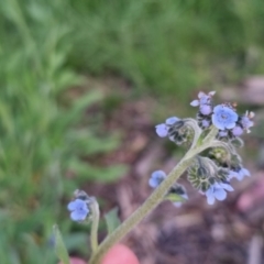 Cynoglossum australe at Bungendore, NSW - 2 Nov 2022 07:03 PM