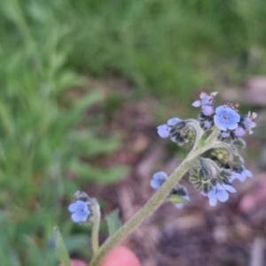 Cynoglossum australe at Bungendore, NSW - 2 Nov 2022 07:03 PM