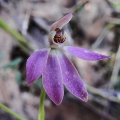 Caladenia carnea (Pink Fingers) at Paddys River, ACT - 1 Nov 2022 by JohnBundock