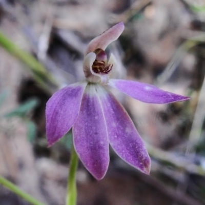 Caladenia carnea (Pink Fingers) at Birrigai - 1 Nov 2022 by JohnBundock