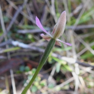 Caladenia carnea at Paddys River, ACT - 2 Nov 2022