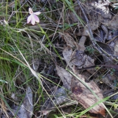 Caladenia carnea at Paddys River, ACT - 2 Nov 2022