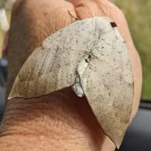 Gastrophora henricaria at Acton, ACT - 3 Nov 2022