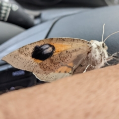 Gastrophora henricaria at Acton, ACT - 3 Nov 2022