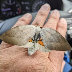 Gastrophora henricaria at Acton, ACT - 3 Nov 2022