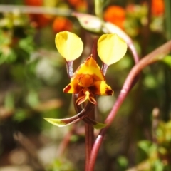 Diuris semilunulata (Late Leopard Orchid) at Birrigai - 1 Nov 2022 by JohnBundock