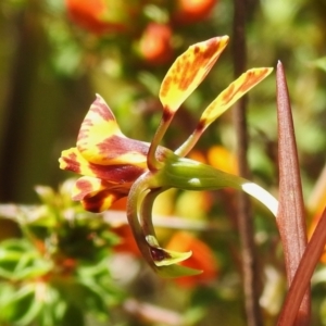 Diuris semilunulata at Paddys River, ACT - suppressed