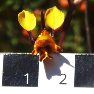 Diuris semilunulata at Paddys River, ACT - suppressed