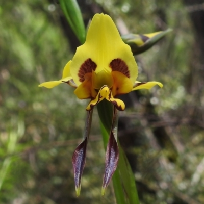 Diuris sulphurea (Tiger Orchid) at Paddys River, ACT - 2 Nov 2022 by JohnBundock