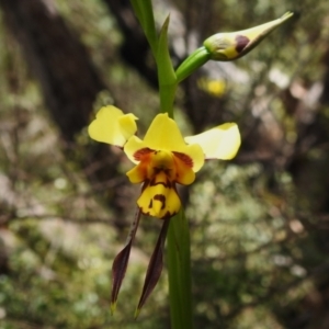 Diuris sulphurea at Paddys River, ACT - suppressed