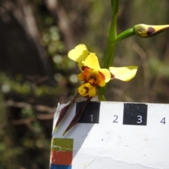 Diuris sulphurea at Paddys River, ACT - suppressed