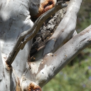 Apis mellifera at Jerrabomberra, NSW - 25 Oct 2022