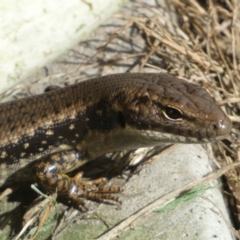 Eulamprus sp. (genus) at Batehaven, NSW - 29 Oct 2022 by SteveBorkowskis