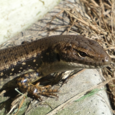 Eulamprus sp. (genus) (Water Skink) at Batehaven, NSW - 29 Oct 2022 by Steve_Bok