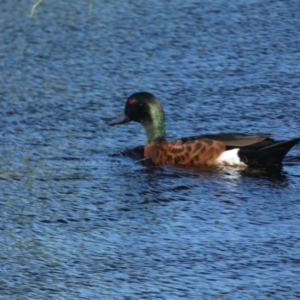 Anas castanea at Batehaven, NSW - 29 Oct 2022 04:32 PM