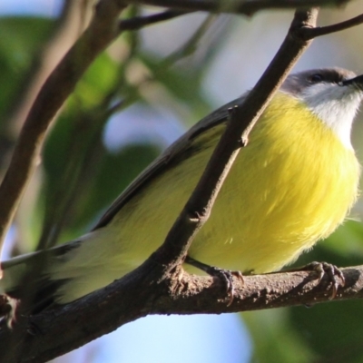 Gerygone olivacea (White-throated Gerygone) at Wingecarribee Local Government Area - 2 Nov 2022 by IainB