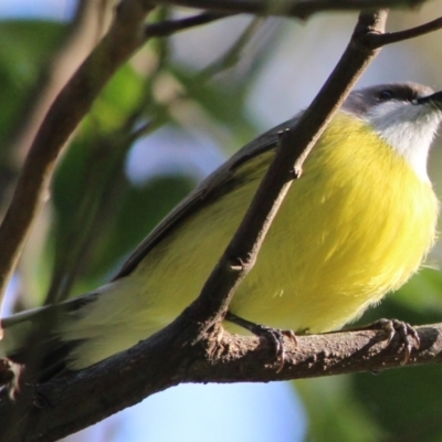 Gerygone olivacea (White-throated Gerygone) at Burradoo - 2 Nov 2022 by IainB