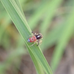 Maratus pavonis (Dunn's peacock spider) at Murrumbateman, NSW - 3 Nov 2022 by SimoneC