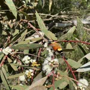 Vanessa itea at Murrumbateman, NSW - 3 Nov 2022