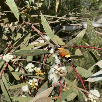 Vanessa itea (Yellow Admiral) at Murrumbateman, NSW - 3 Nov 2022 by SimoneC