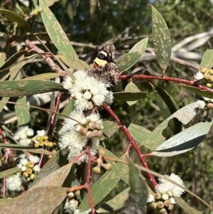 Vanessa itea at Murrumbateman, NSW - 3 Nov 2022