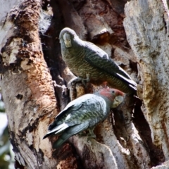 Callocephalon fimbriatum (Gang-gang Cockatoo) at Red Hill to Yarralumla Creek - 2 Nov 2022 by LisaH