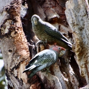 Callocephalon fimbriatum at Hughes, ACT - suppressed