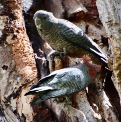 Callocephalon fimbriatum at Hughes, ACT - 3 Nov 2022