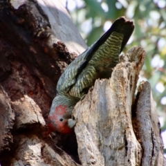 Callocephalon fimbriatum at Hughes, ACT - suppressed