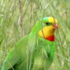 Polytelis swainsonii (Superb Parrot) at Hughes, ACT - 3 Nov 2022 by LisaH