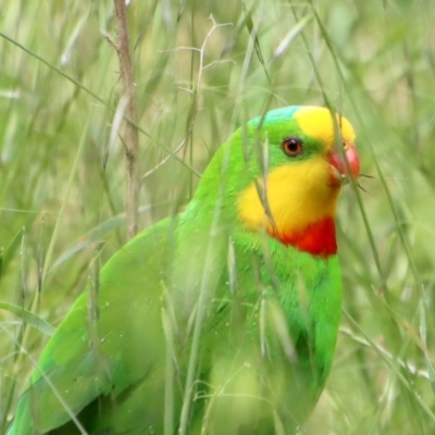 Polytelis swainsonii (Superb Parrot) at Hughes Grassy Woodland - 3 Nov 2022 by LisaH