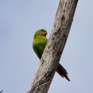 Polytelis swainsonii at Hughes, ACT - 3 Nov 2022