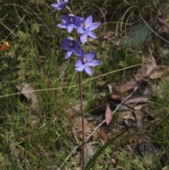 Thelymitra megcalyptra (Swollen Sun Orchid) at Gundaroo, NSW - 30 Oct 2022 by MaartjeSevenster