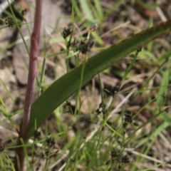 Thelymitra megcalyptra at Gundaroo, NSW - 30 Oct 2022