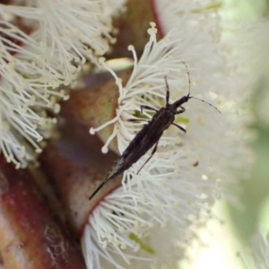 Idolothrips spectrum at Murrumbateman, NSW - 3 Nov 2022