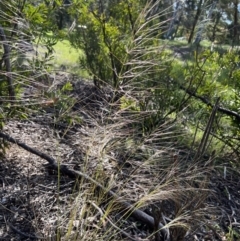Austrostipa scabra (Corkscrew Grass, Slender Speargrass) at Higgins Woodland - 3 Nov 2022 by Untidy