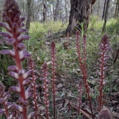 Orobanche minor (Broomrape) at Woodstock Nature Reserve - 2 Nov 2022 by Jimmyjamjimbles