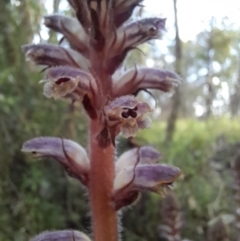 Orobanche minor at Coree, ACT - 3 Nov 2022