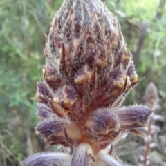 Orobanche minor at Coree, ACT - 3 Nov 2022