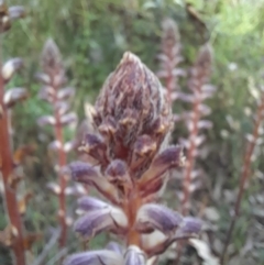 Orobanche minor at Coree, ACT - 3 Nov 2022 07:52 AM