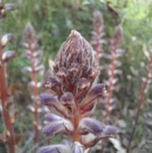 Orobanche minor at Coree, ACT - 3 Nov 2022