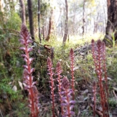 Orobanche minor at Coree, ACT - 3 Nov 2022 07:52 AM