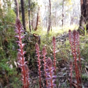 Orobanche minor at Coree, ACT - 3 Nov 2022