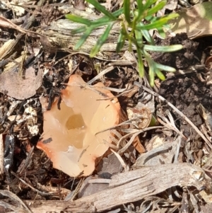 zz stinkhorn - miscellaneous at Holt, ACT - 2 Nov 2022 01:26 PM