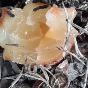 zz stinkhorn - miscellaneous at Holt, ACT - 2 Nov 2022 01:26 PM