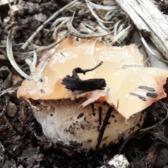 zz stinkhorn - miscellaneous at Holt, ACT - 2 Nov 2022 01:26 PM