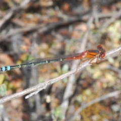 Xanthagrion erythroneurum (Red & Blue Damsel) at Block 402 - 29 Oct 2022 by Harrisi